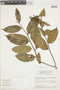 Eschweilera albiflora image
