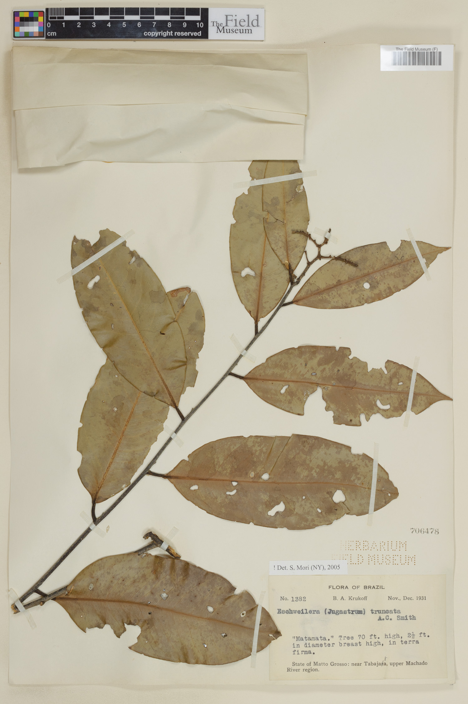 Eschweilera truncata image