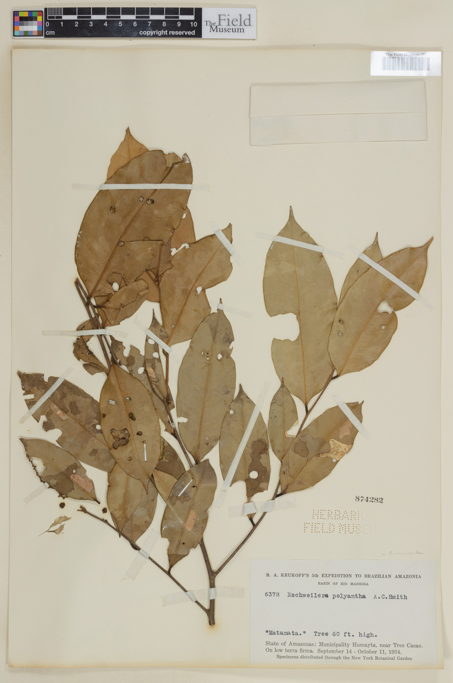 Eschweilera micrantha image