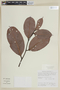 Eschweilera ovalifolia image