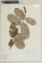 Eschweilera ovalifolia image