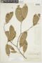 Eschweilera parviflora image