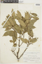Eschweilera parviflora image