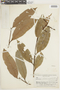 Eschweilera rhododendrifolia image