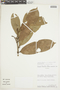 Eschweilera rufifolia image