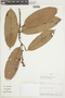 Eschweilera rufifolia image