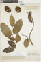 Eschweilera tenuifolia image