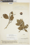 Eschweilera tenuifolia image
