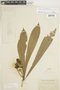 Gustavia angustifolia image