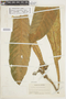 Gustavia angustifolia image