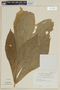 Gustavia gigantophylla image