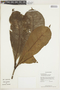 Gustavia hexapetala image