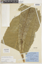 Gustavia longifolia image