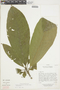 Gustavia macarenensis image