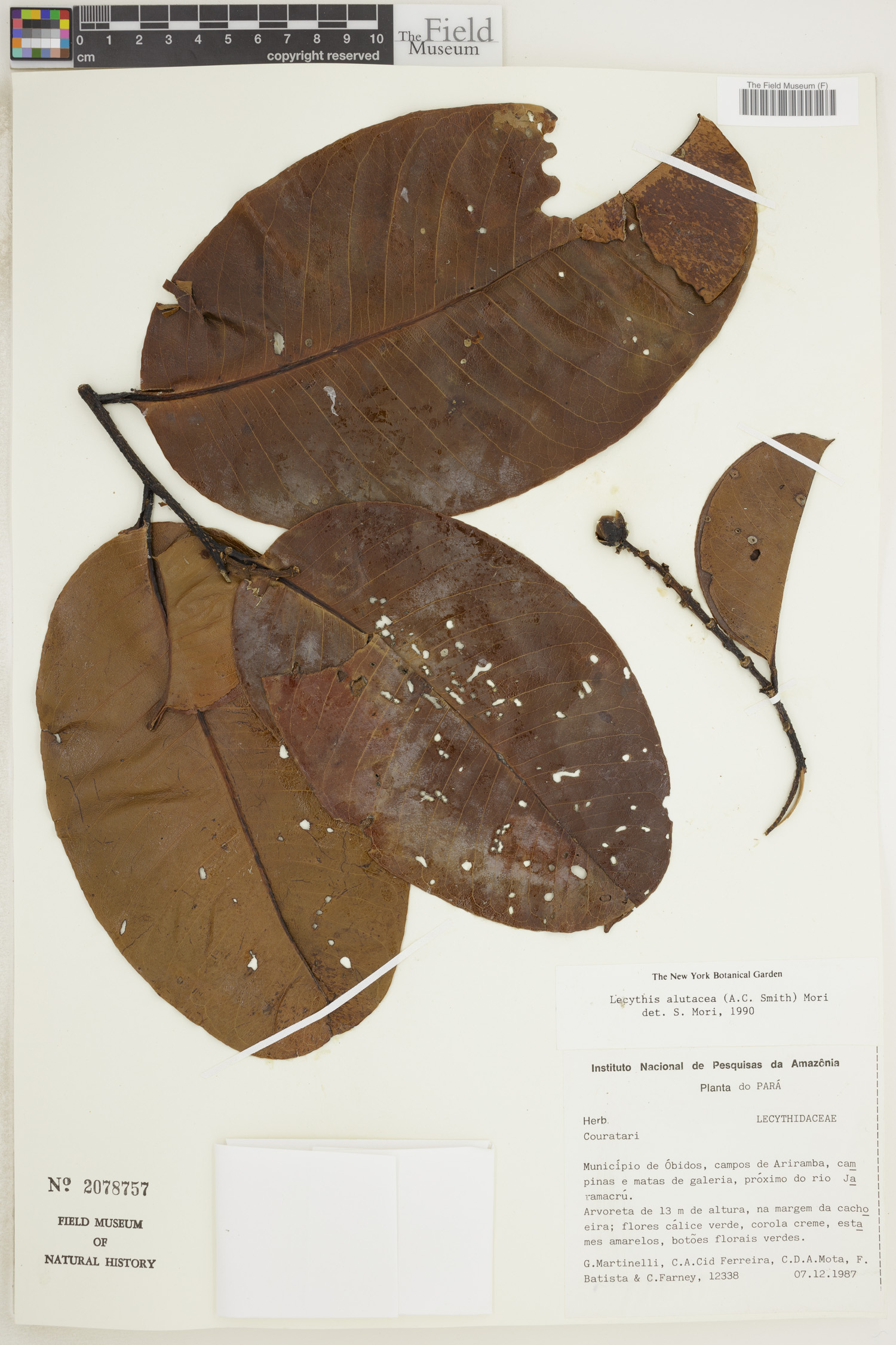 Lecythis alutacea image