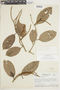 Lecythis confertiflora image