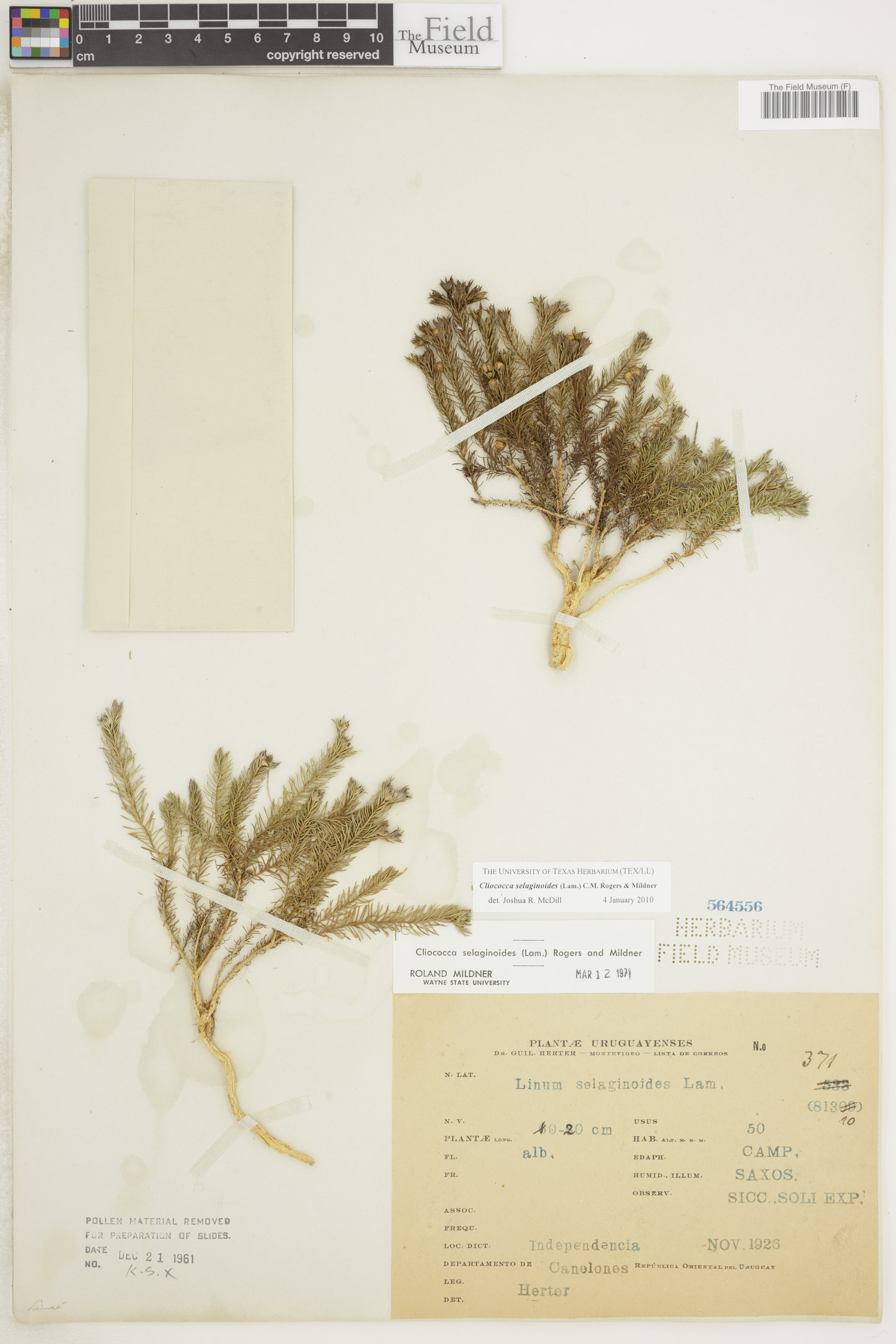 Cliococca selaginoides image