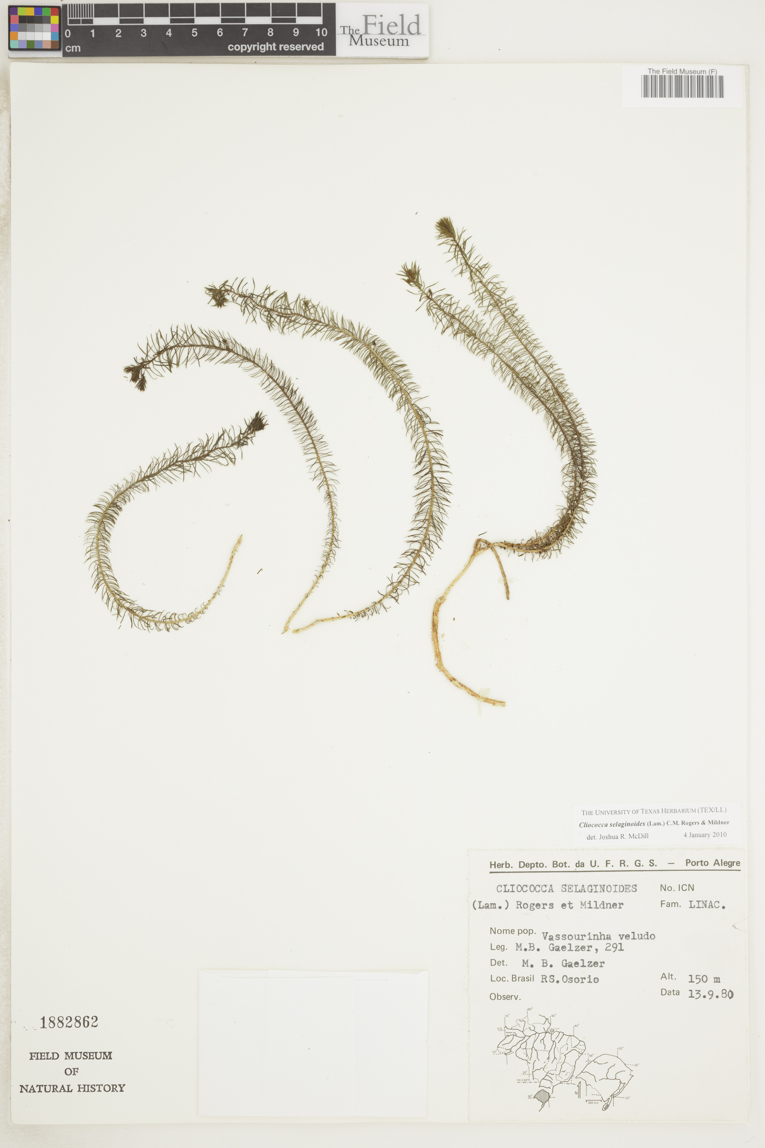 Cliococca selaginoides image