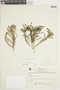 Cliococca selaginoides image