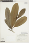 Hebepetalum humiriifolium image