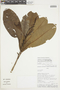 Hebepetalum humiriifolium image