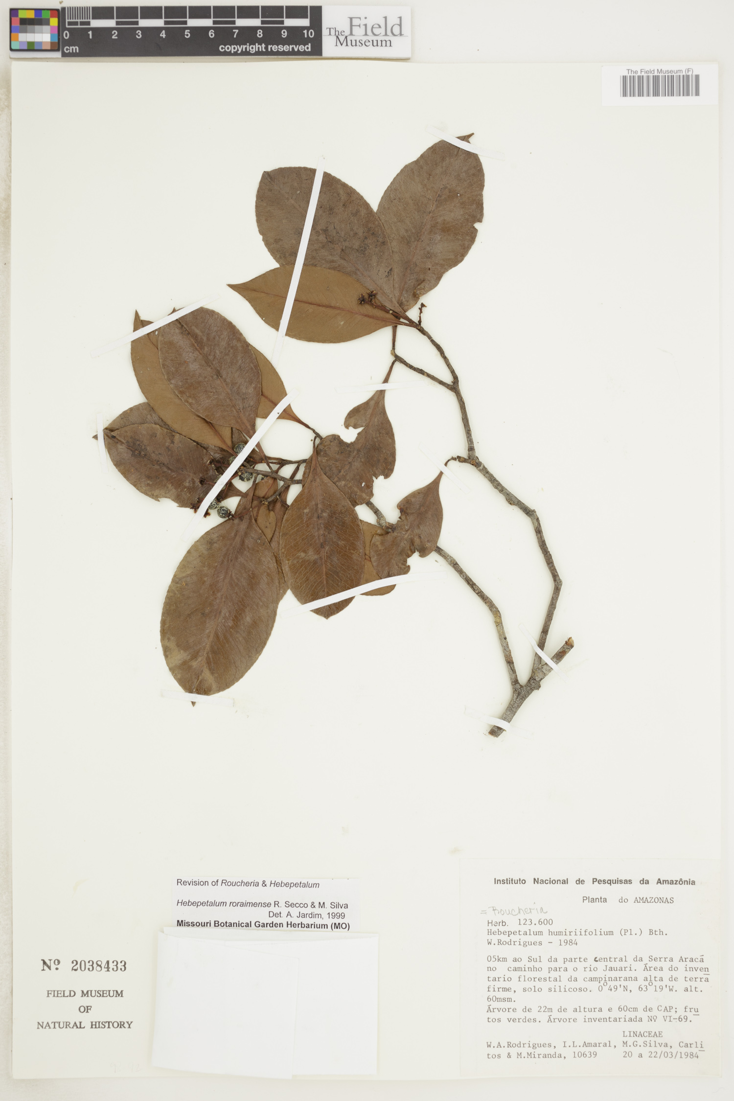 Hebepetalum roraimense image
