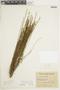 Linum brevifolium image