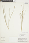 Linum brevifolium image