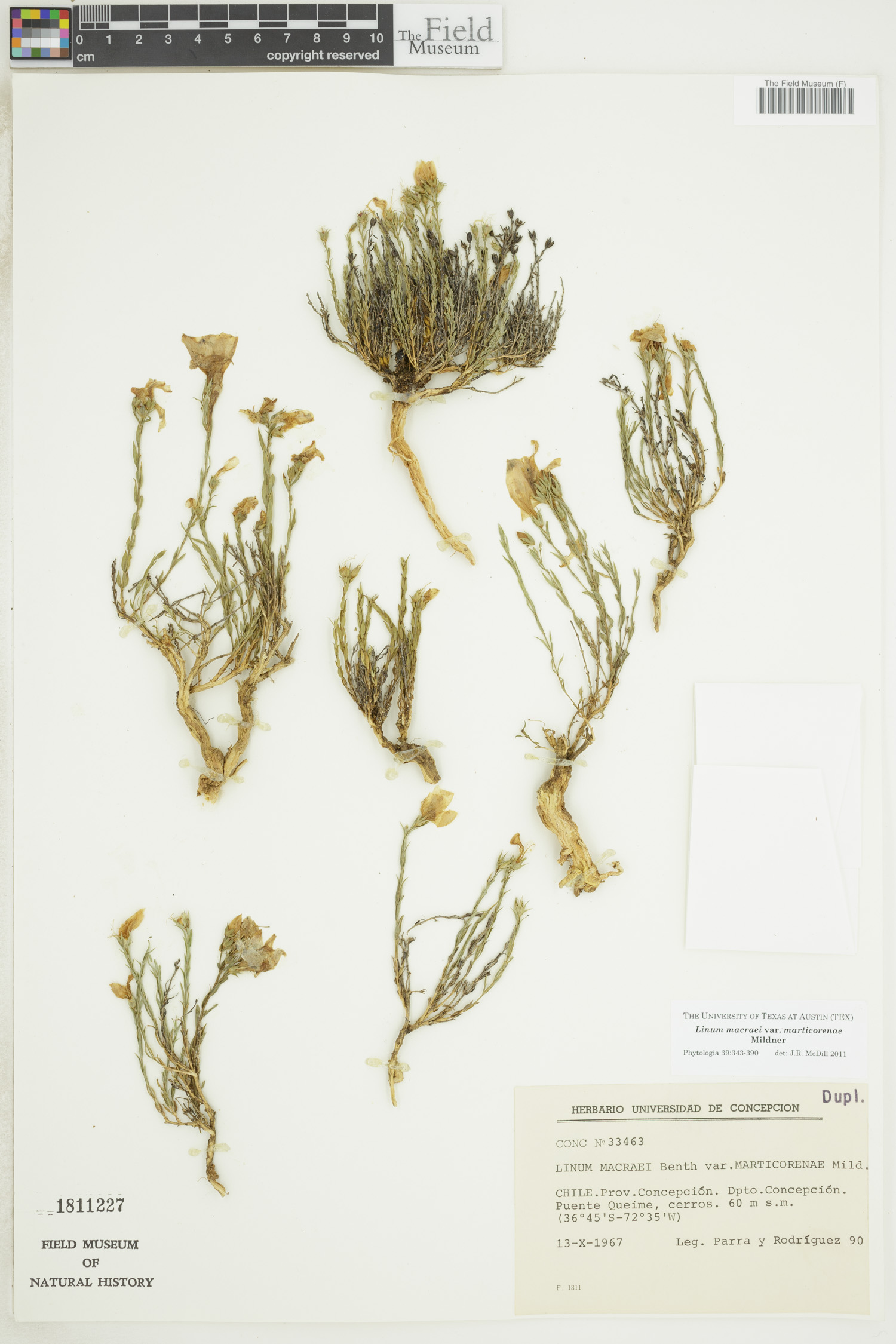 Linum macraei var. marticorenae image