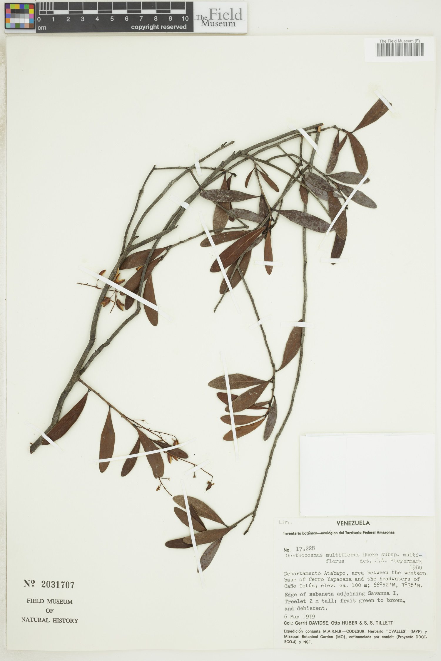 Ochthocosmus multiflorus var. multiflorus image