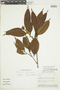 Roucheria calophylla image