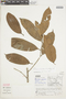 Roucheria laxiflora image