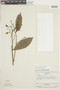 Roucheria laxiflora image