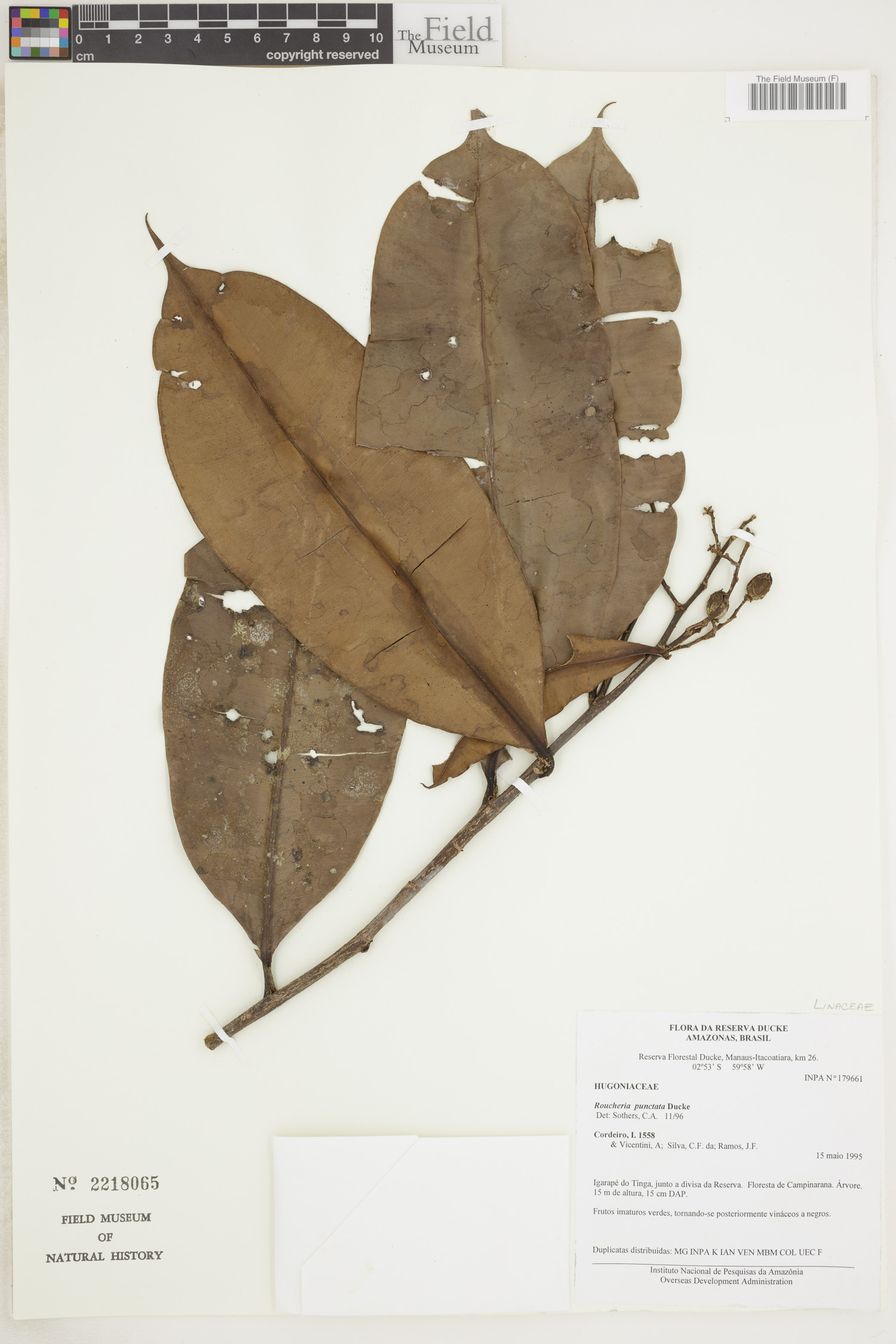 Roucheria punctata image