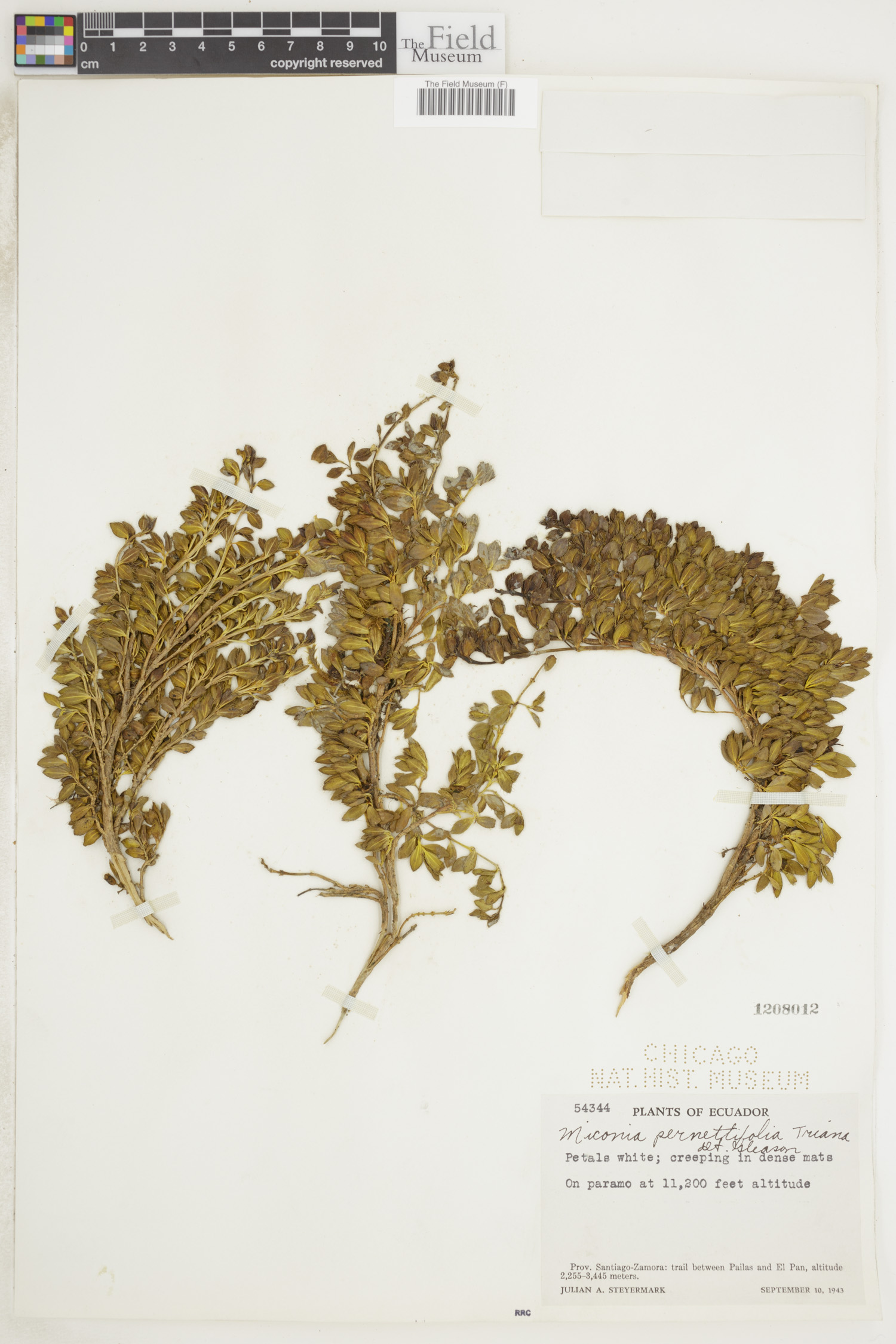 Miconia pernettifolia image