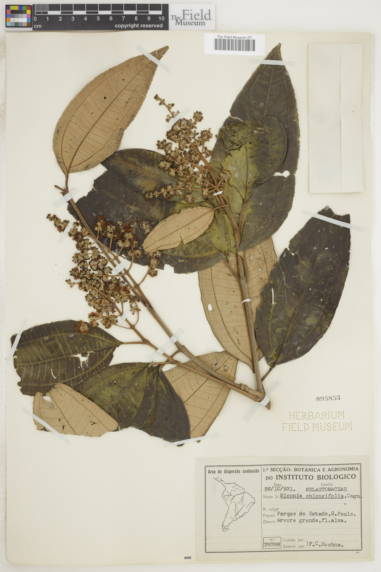Miconia oblongifolia image