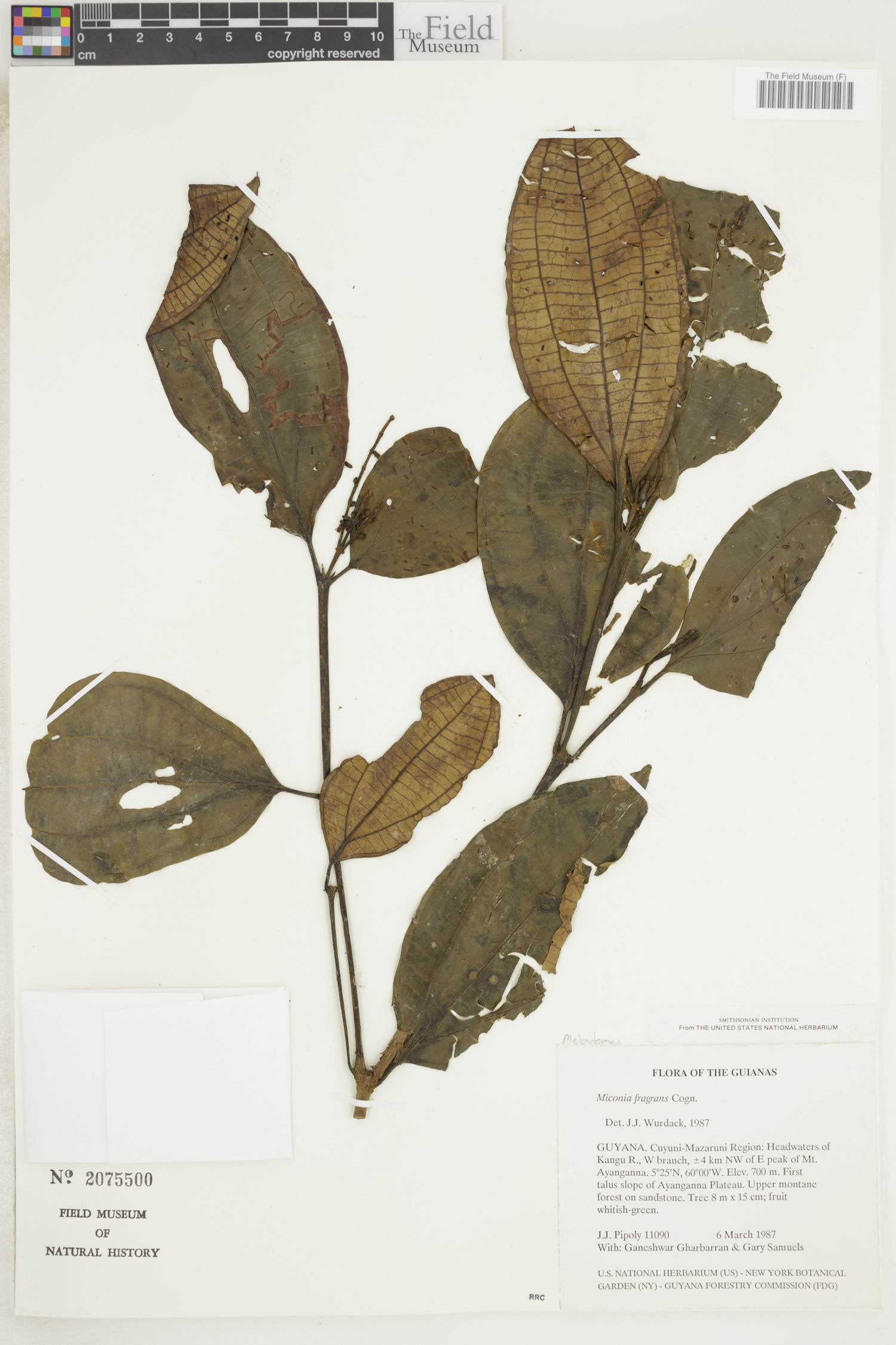Miconia fragrans image