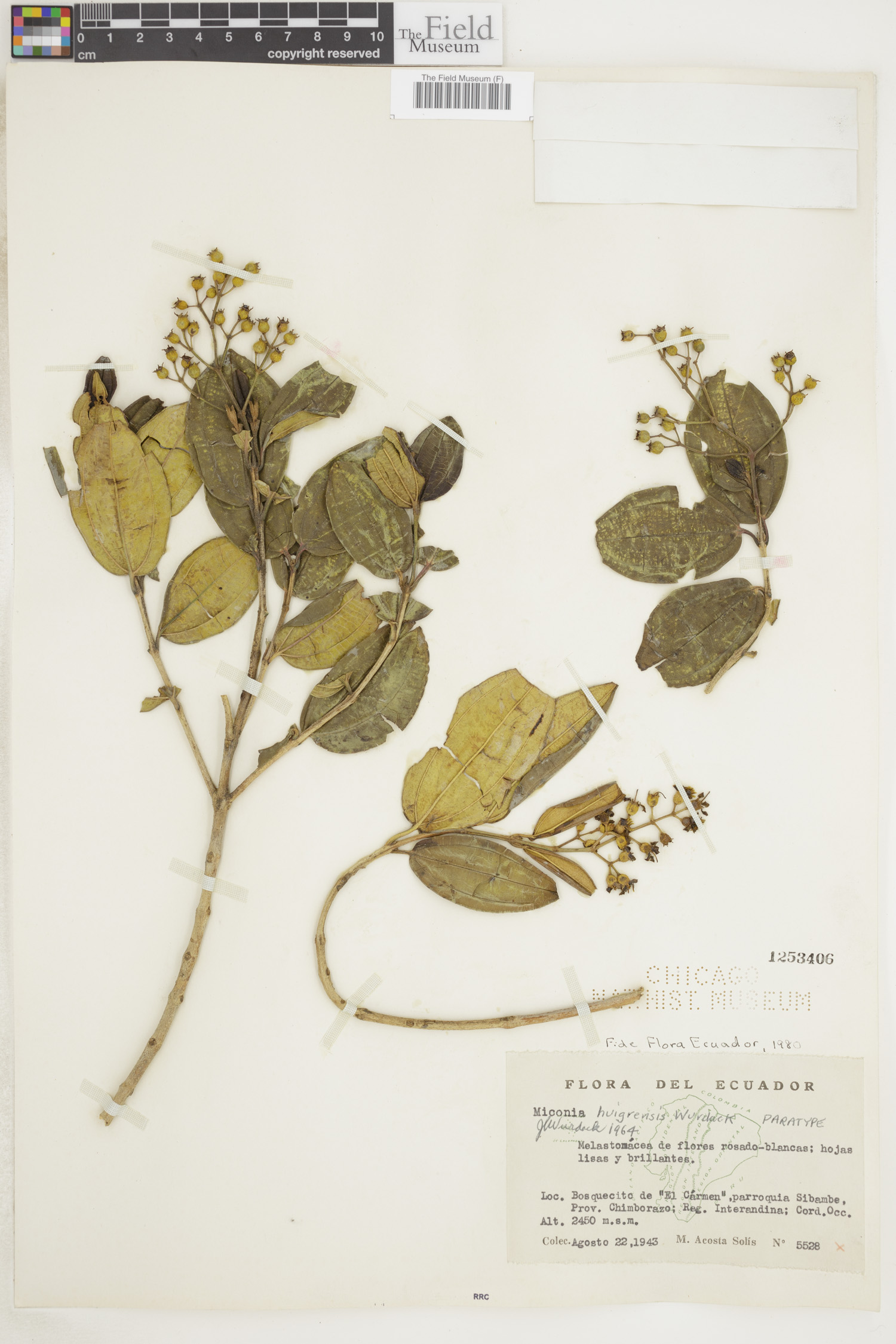 Miconia huigrensis image