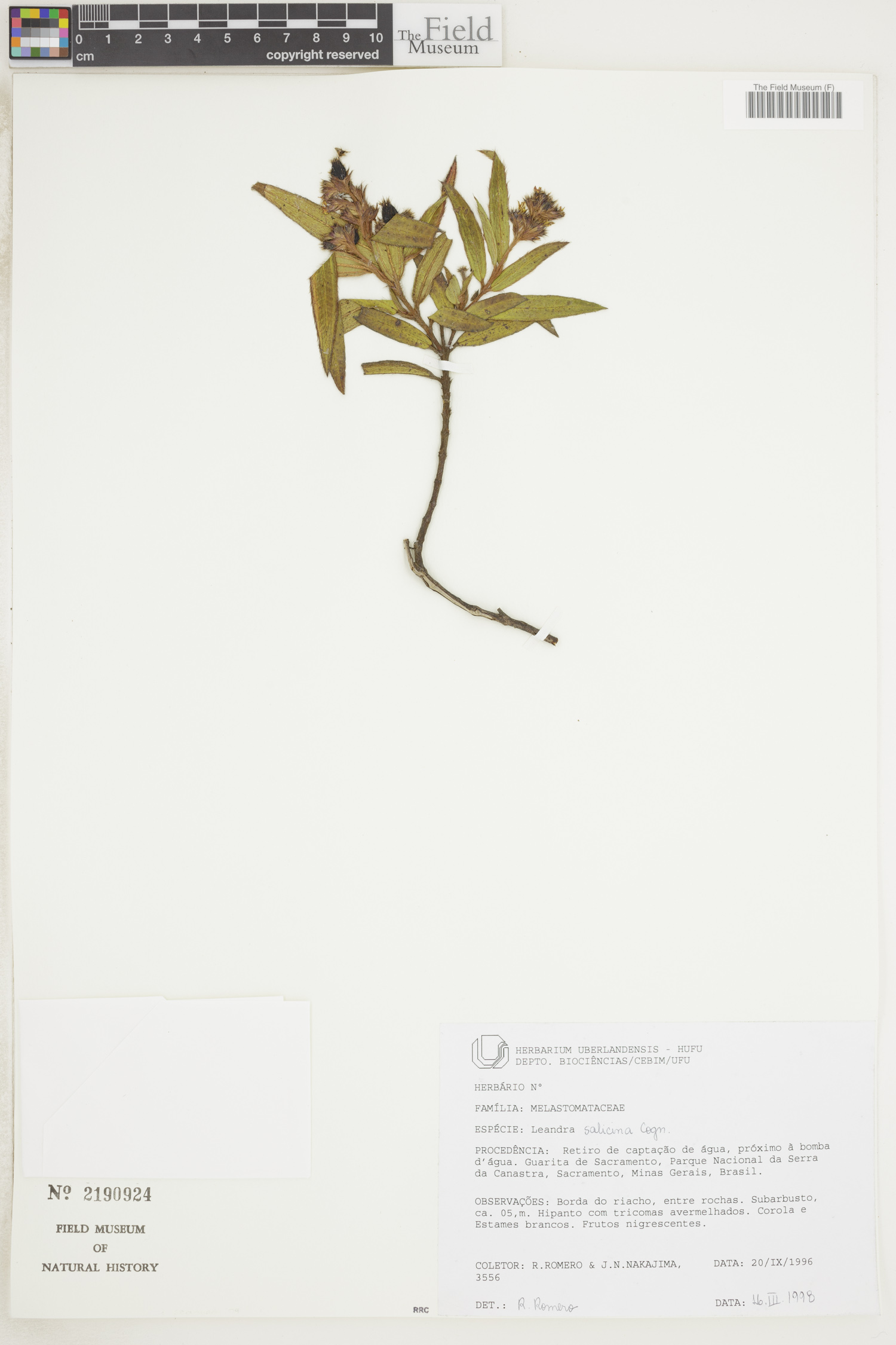 Leandra salicina image
