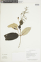 Miconia argyrophylla image