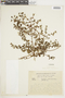 Acisanthera uniflora image