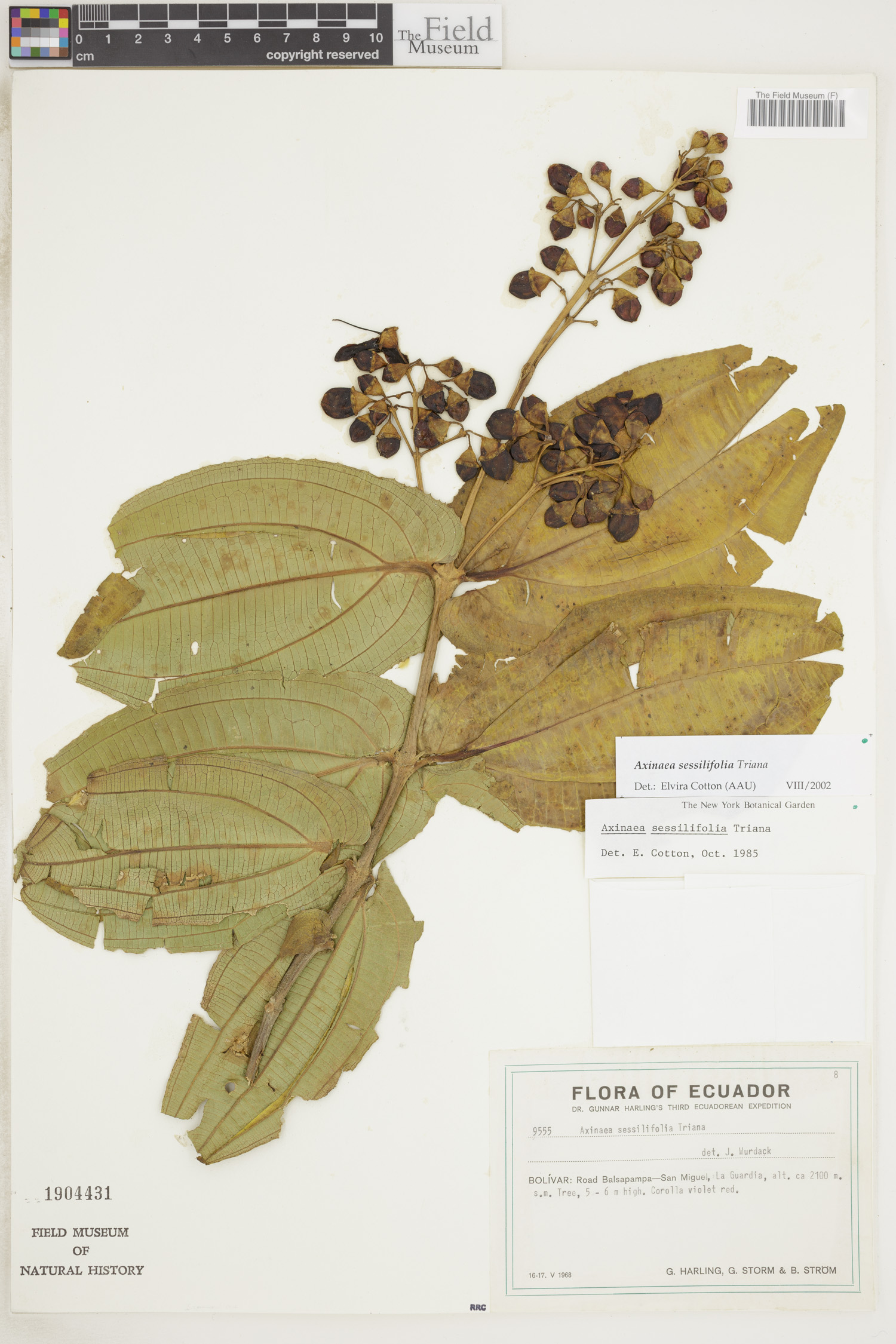 Axinaea sessilifolia image