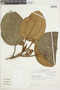 Blakea rotundifolia image