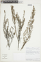 Clinopodium gilliesii image