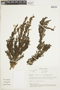 Clinopodium jamesonii image