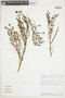 Clinopodium brevicalyx image