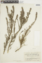 Clinopodium fasciculatum image