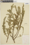 Clinopodium foliolosum image