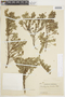 Clinopodium foliolosum image