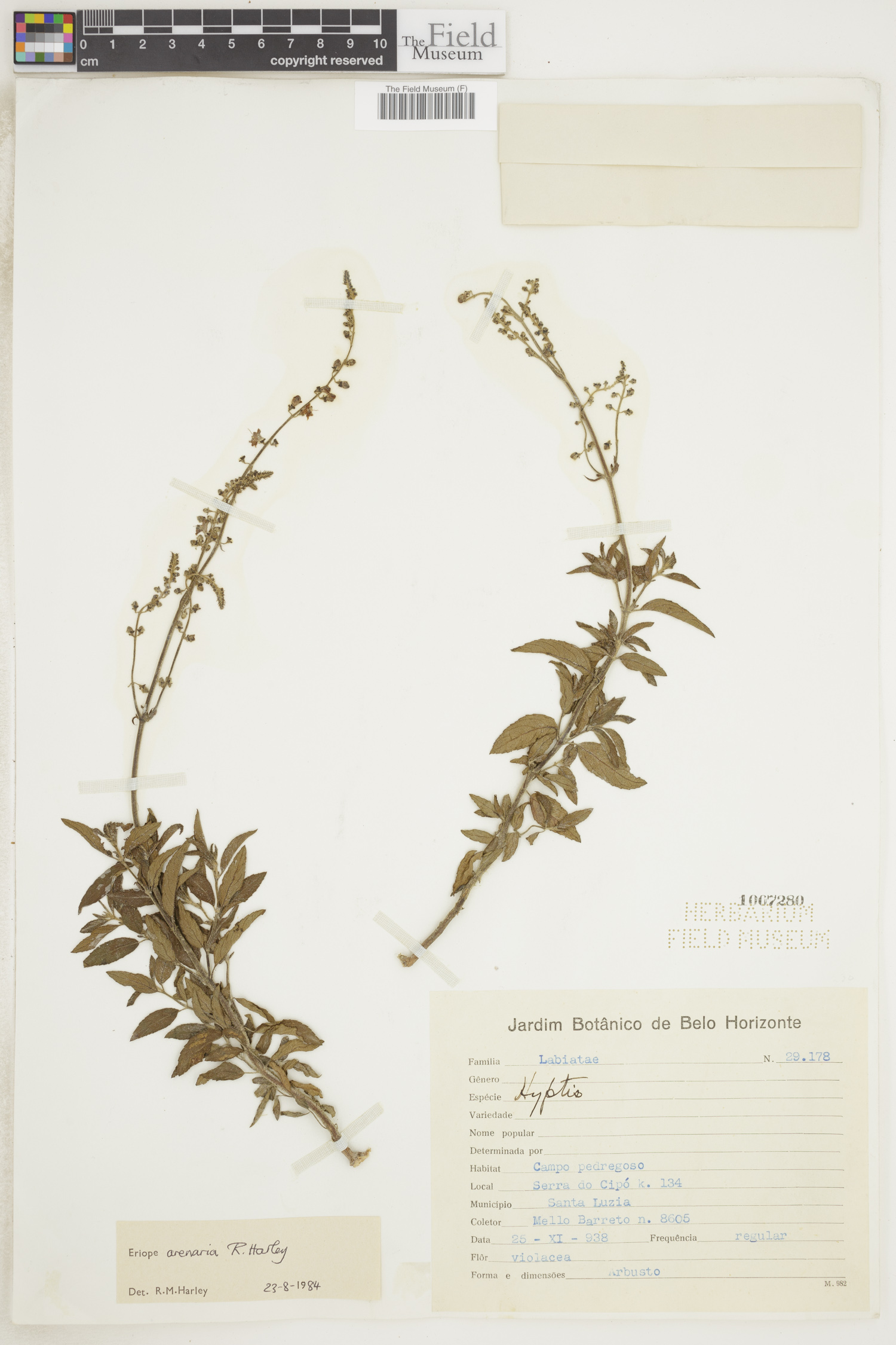 Eriope arenaria image